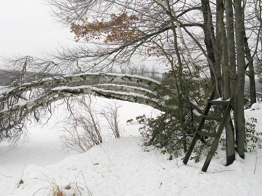 winter - birch trees