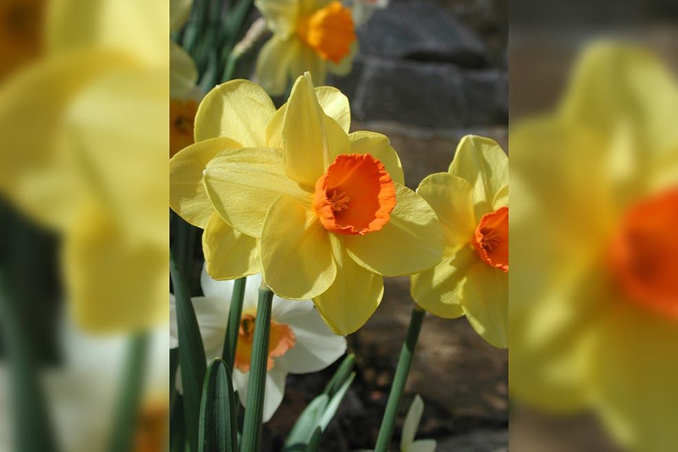 Spring Daffodils-verticalblurrybkg