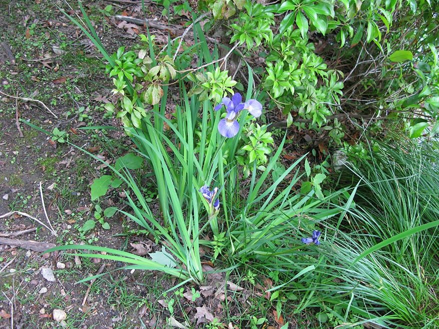 Spring Iris (2)