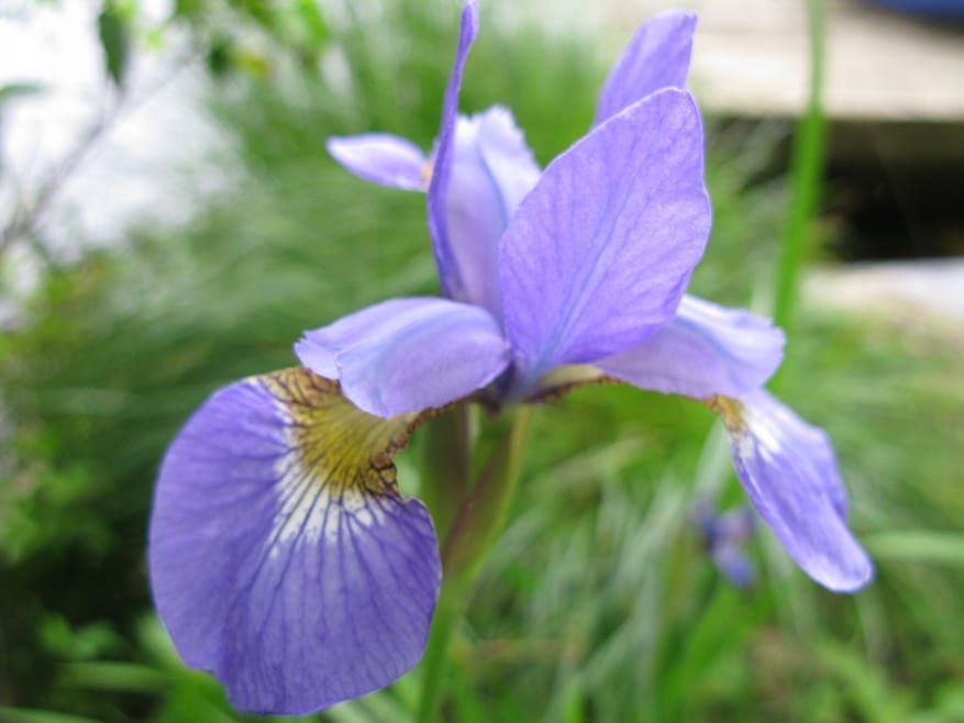 Spring Iris flower (2)