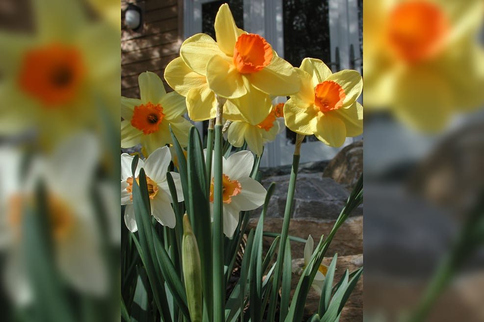 Spring daffodil-verticalblurrybkg