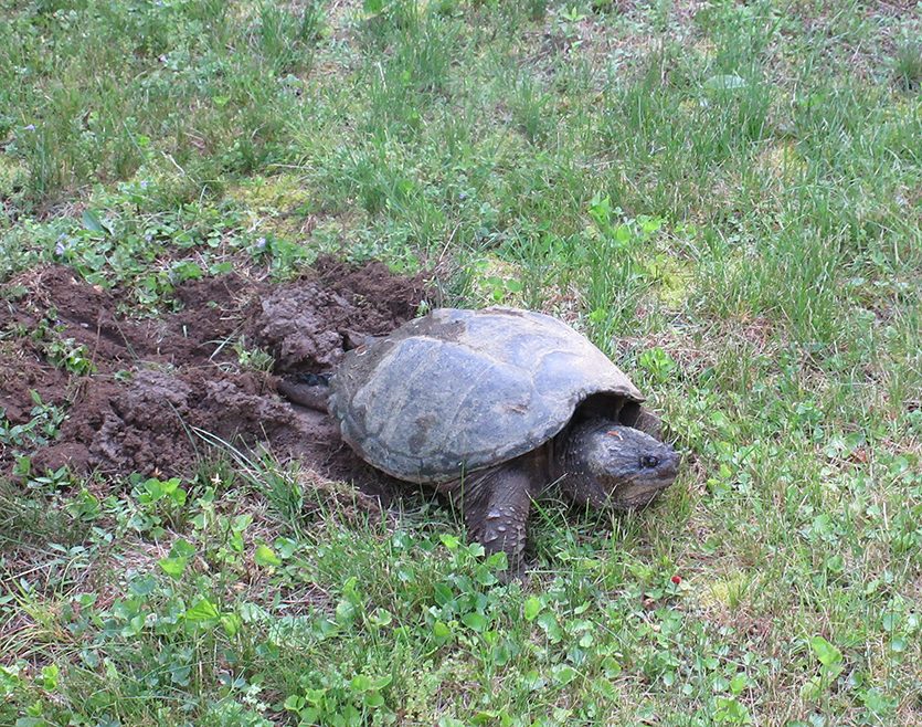 Summer snap turtle laying eggs